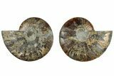 Cut & Polished, Agatized Ammonite Fossil - Madagascar #308158-1